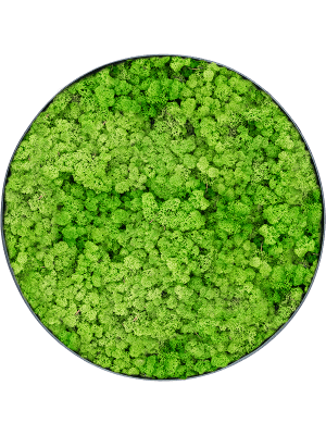 Mos schilderij |  Licht Grasgroen